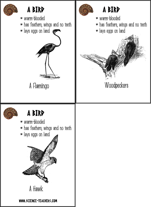 Bird Worksheets